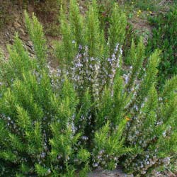 Romarin / Rosmarinus officinalis